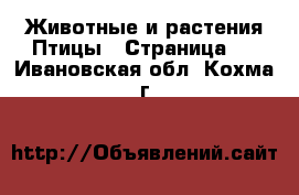 Животные и растения Птицы - Страница 2 . Ивановская обл.,Кохма г.